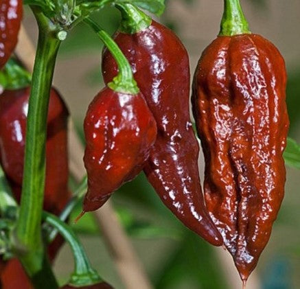 Chocolate Bhut Jolokia 1 Litre Pot Plant - Pre Order Now!