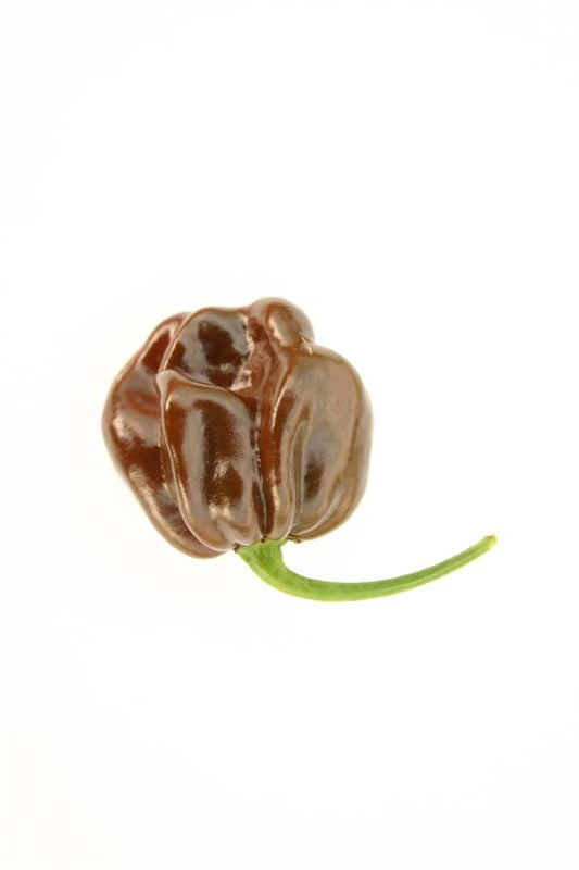 Chocolate Habanero 1 Litre Pot Plant - Pre-Order Now!