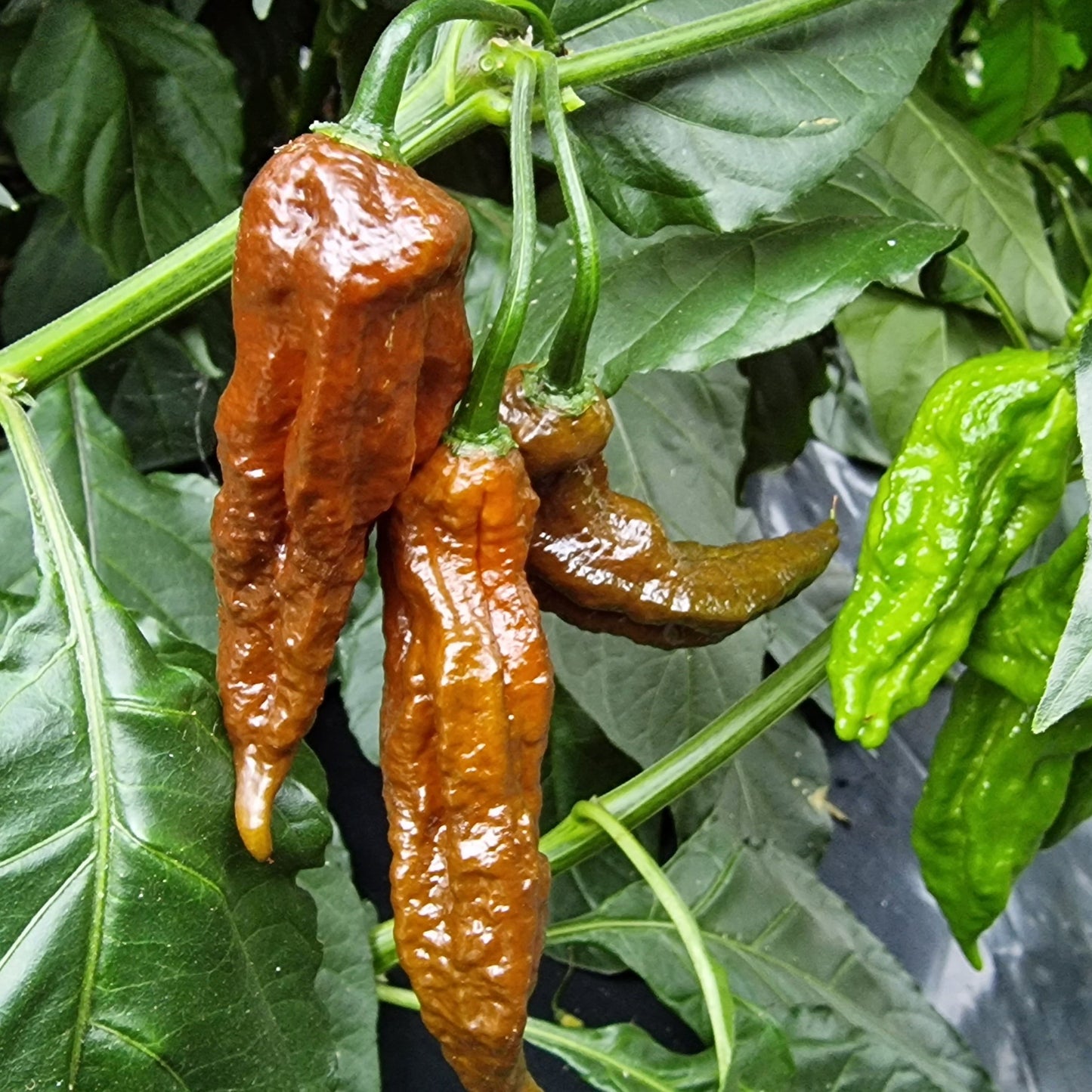 Set of 3 Chocolate Bhut Jolokia Seedlings - Buy Now!