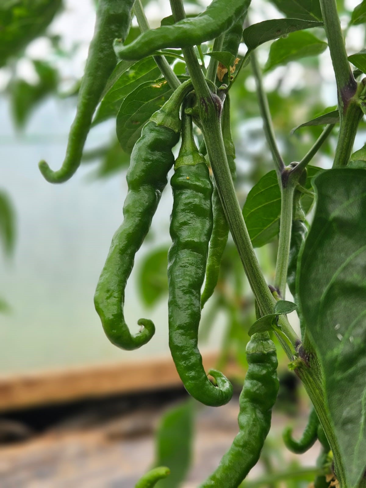 De Arbol Chilli Seeds