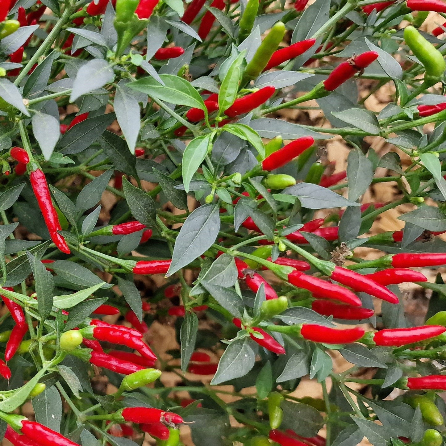 Set of 3 Demon Red Seedlings - Pre-Order Now!