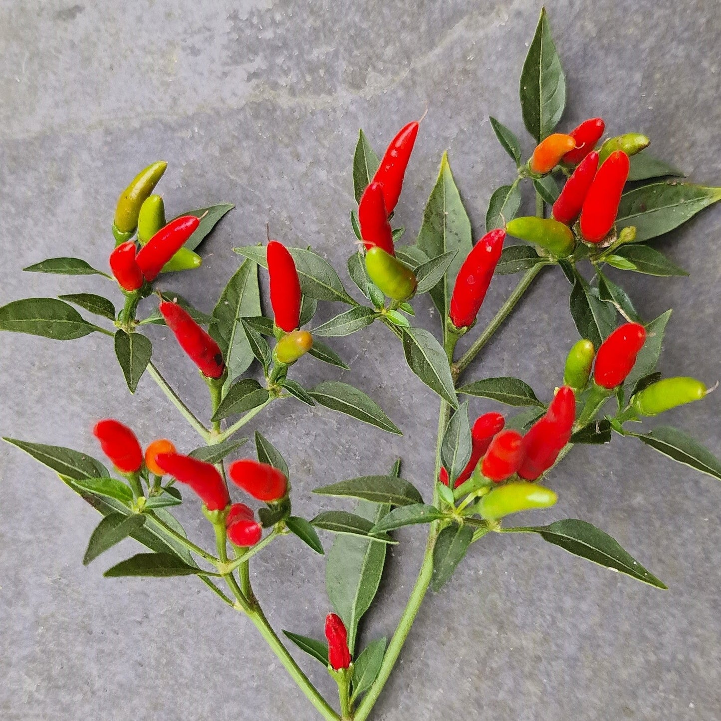 Set of 3 Demon Red Seedlings - Pre-Order Now!