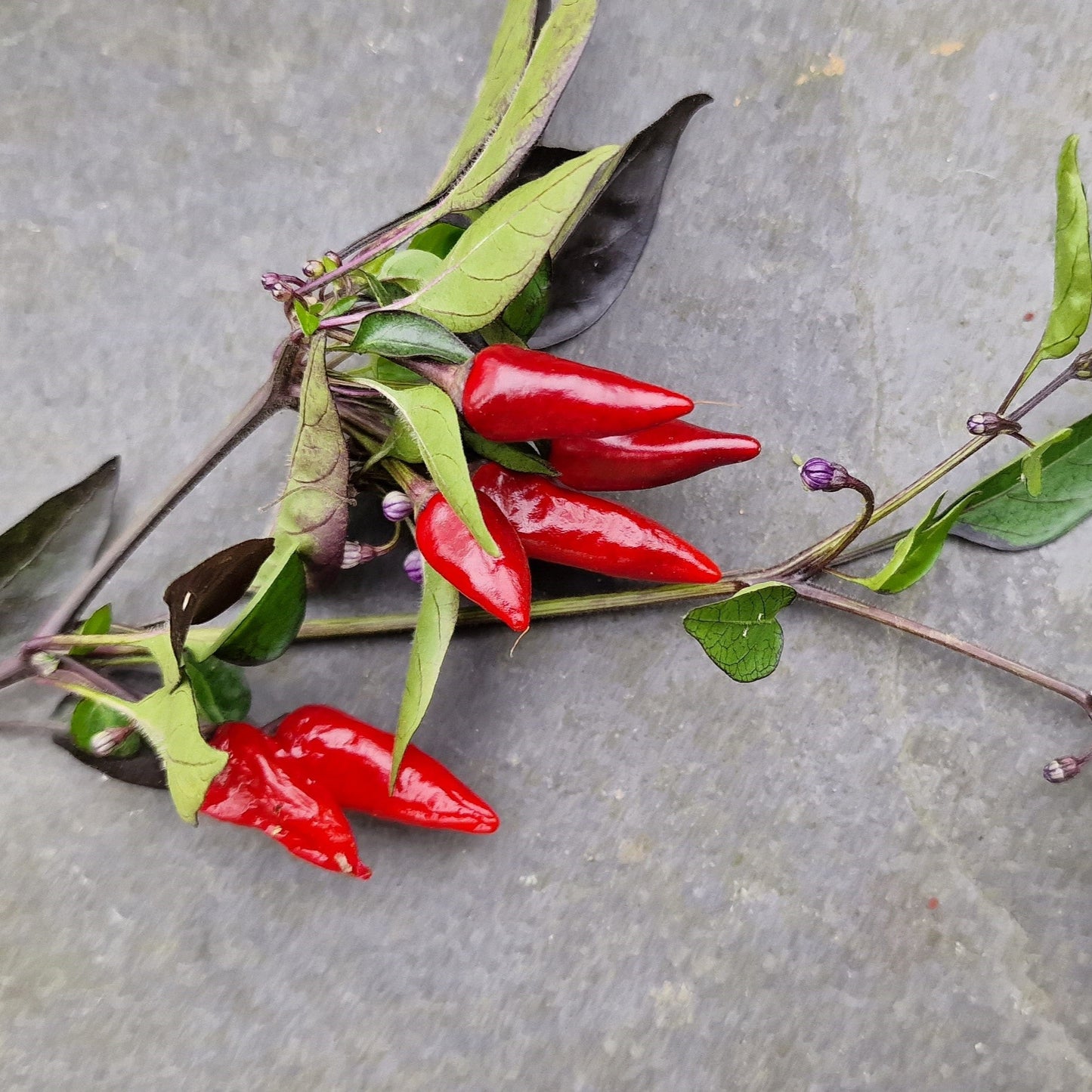 Explosive Ember 1 Litre Pot Plant