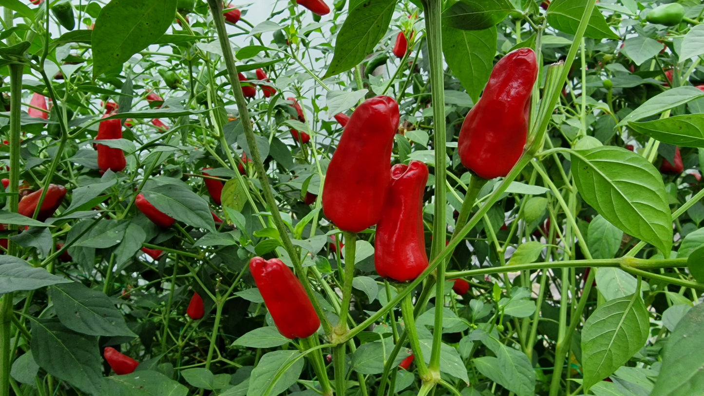 Fresh Facing Heaven Chillies (8 fruits)