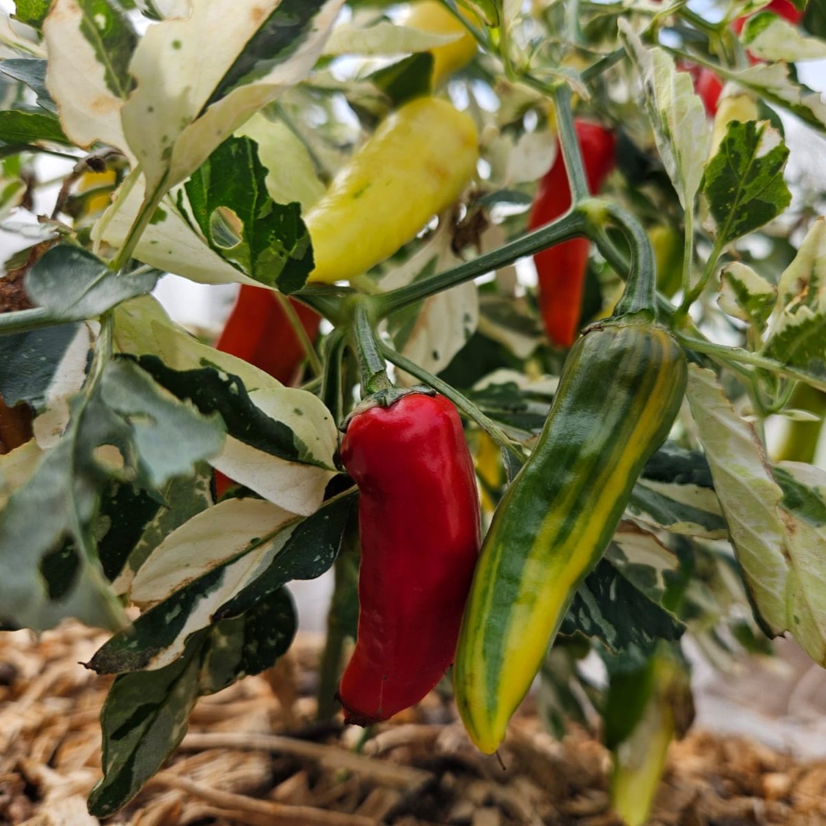 Set of 3 Fish Pepper Seedlings - Pre-Order Now!
