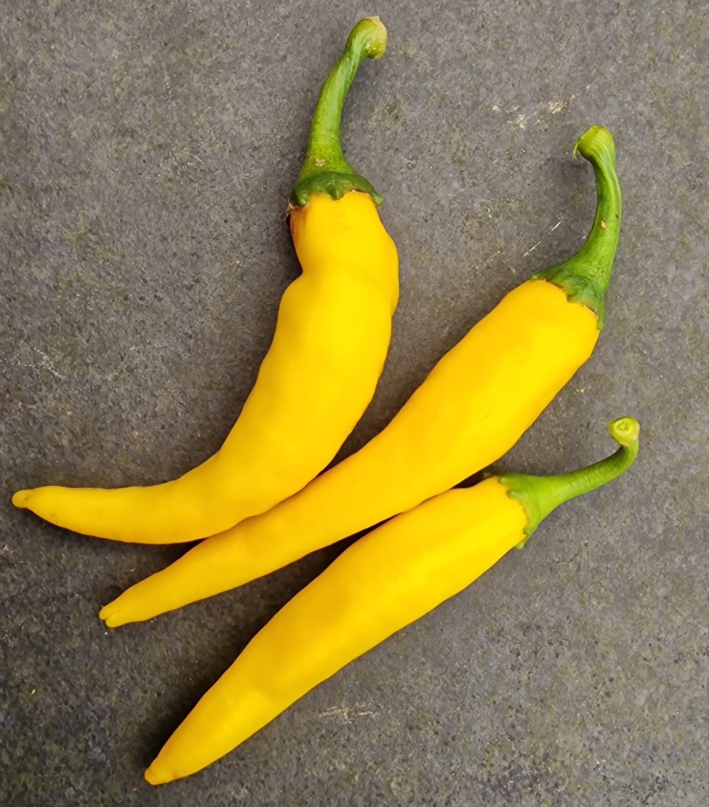 Golden Cayenne 1 Litre Pot Plant