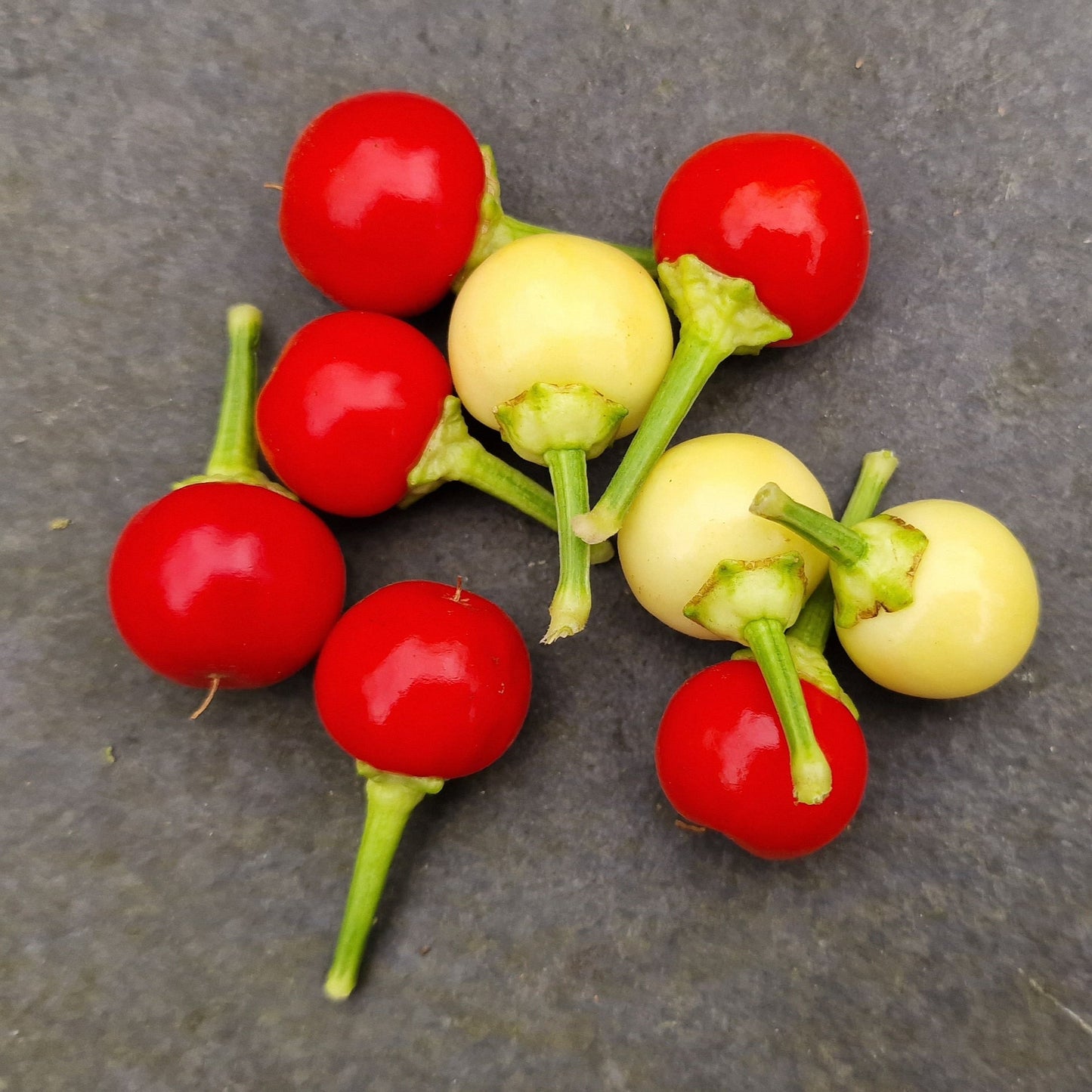 Holiday Cheer 1 Litre Pot Plant