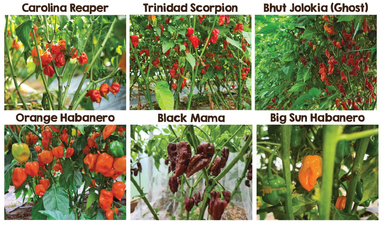 Hot Six Seedling Set - PRE ORDER FOR 2024
