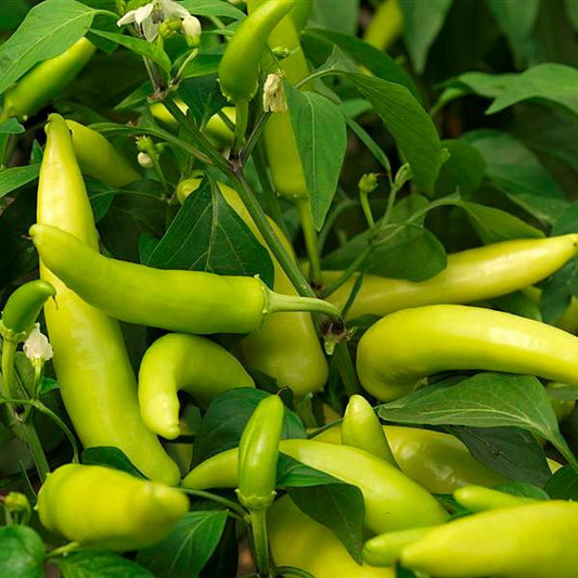 Hungarian Hot Wax 1 Litre Pot Plant - Pre-Order Now!