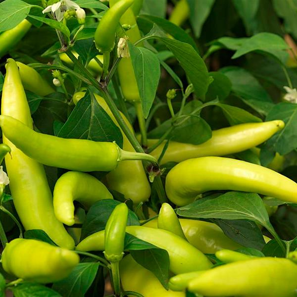 Fresh Hungarian Hot Wax Chillies