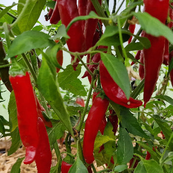 Hungarian Long 1 Litre Pot Plant