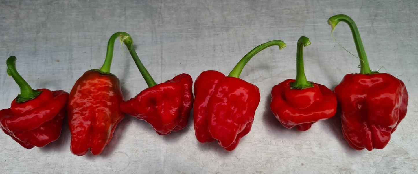 Fresh Scotch Bonnet Chillies (5 fruits)