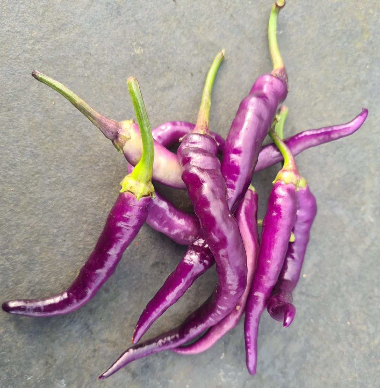 Buena Mulata Chilli Seeds