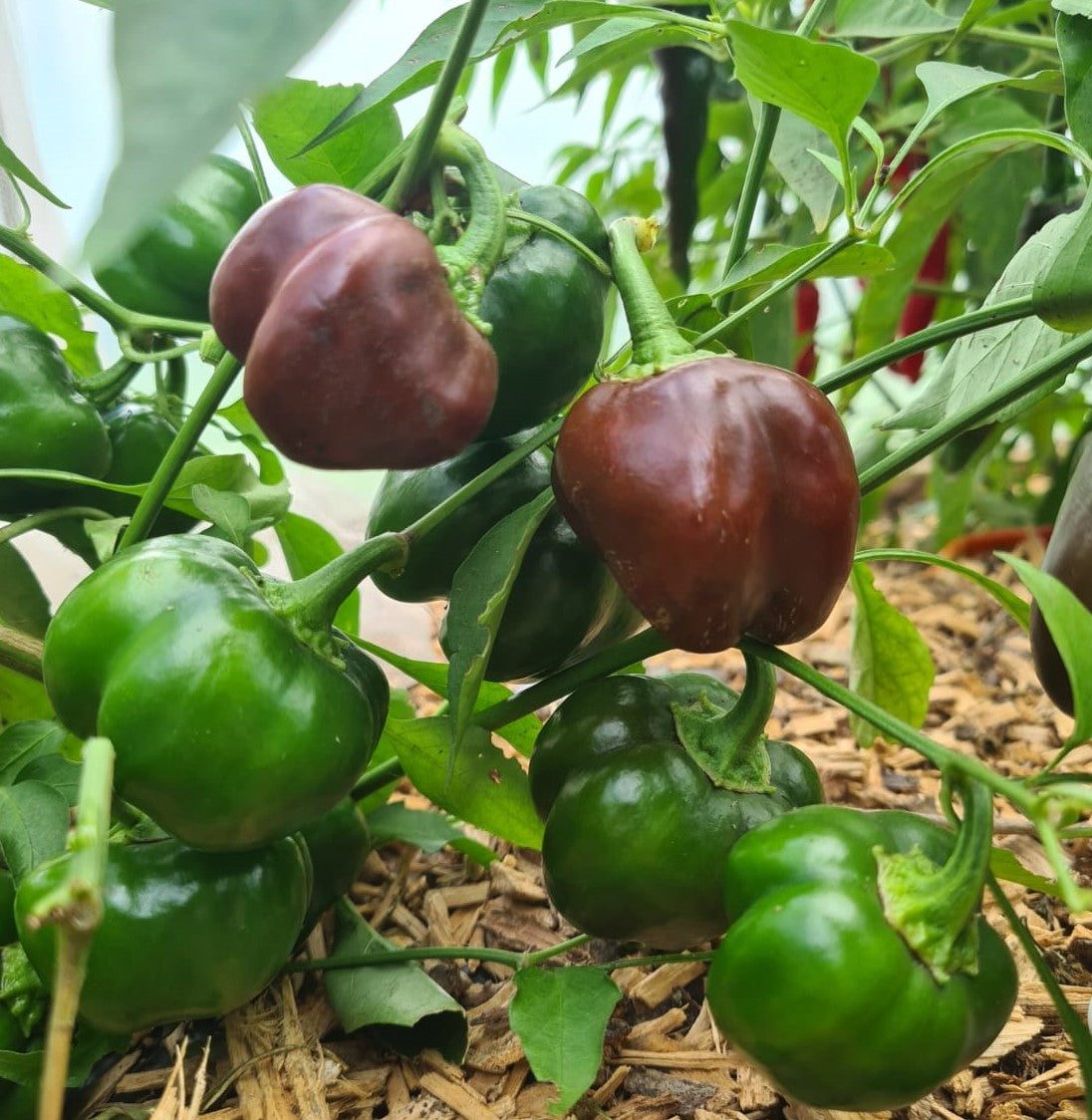 Mini Choc Bell Pepper 1 Litre Pot Plant