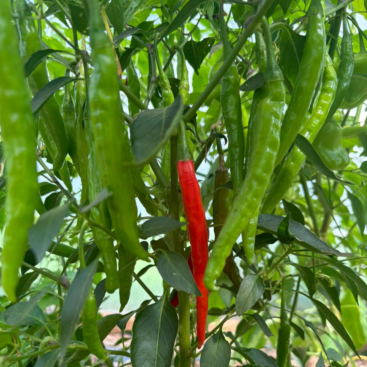 Lang Nepal 1 Litre Pot Plant