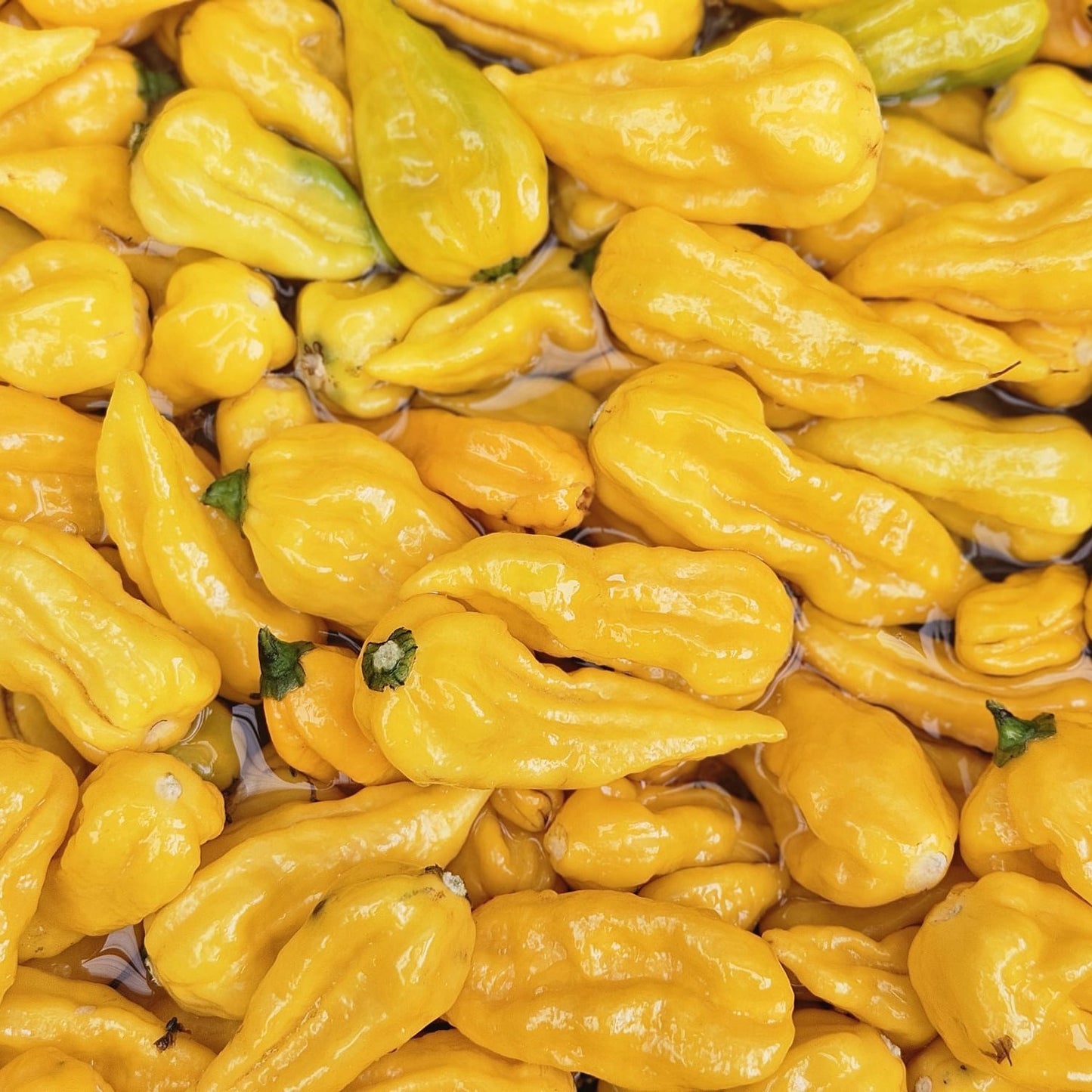 Set of 3 Fatalii Seedlings - Pre-Order Now!