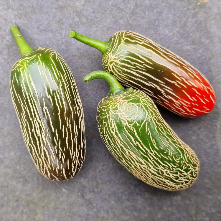 Fresh Jalapeño Chillies