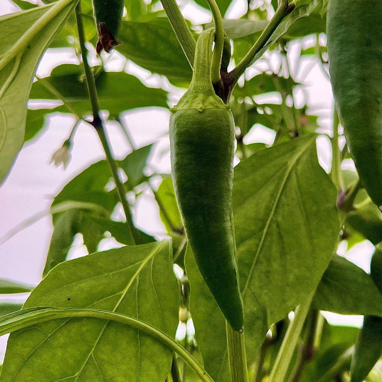 Jalapeno Ruben 1 Litre Pot Plant