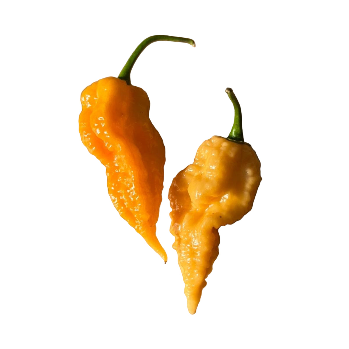 Jay's Peach Ghost Scorpion Chilli Seeds