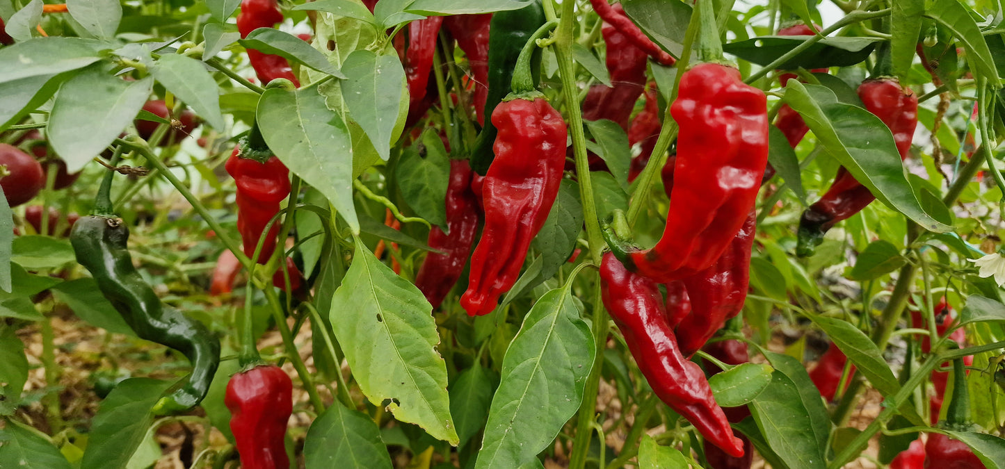 Kashmiri Chilli Seeds