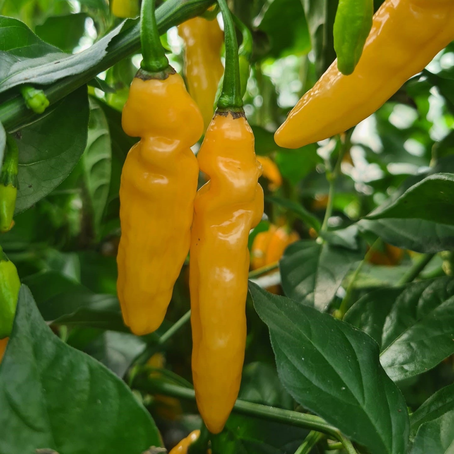 Marigold Habanero 1 Litre Pot Plant