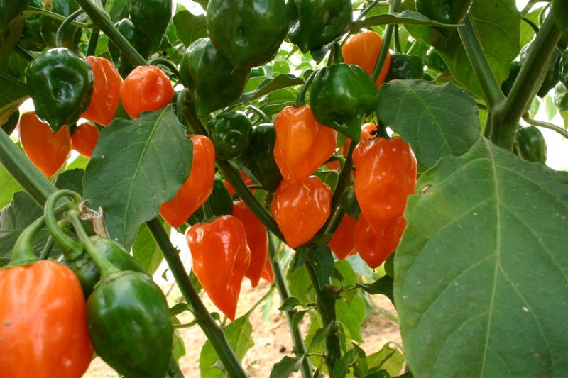 Hot Six Seedling Set - PRE ORDER FOR 2024