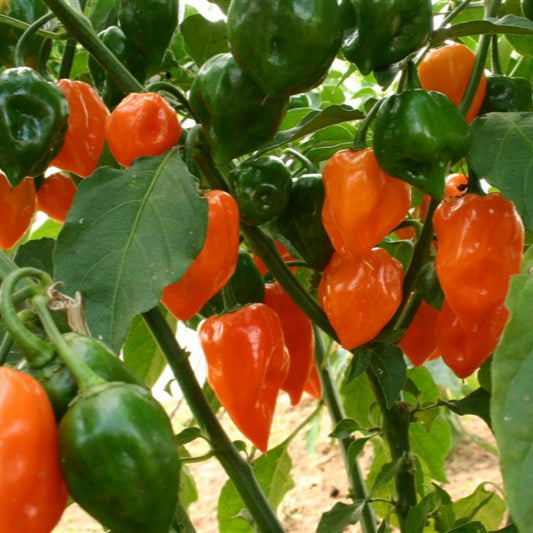 Set of 3 Orange Habanero Seedlings - Pre-Order Now!