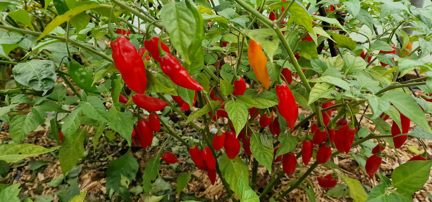 Paper Lantern Habanero Chilli Seeds