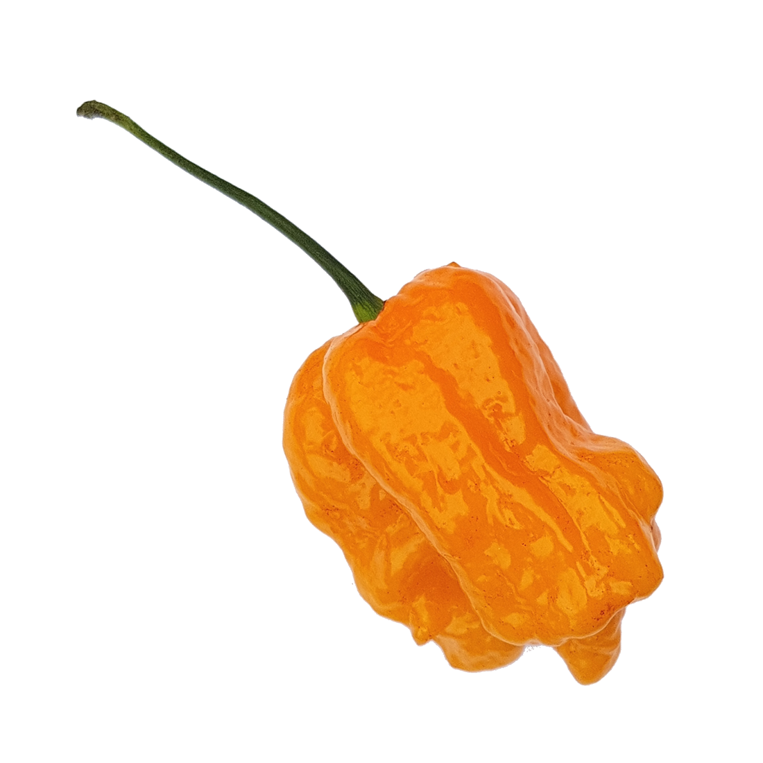Peach Reaper 1 Litre Pot Plant