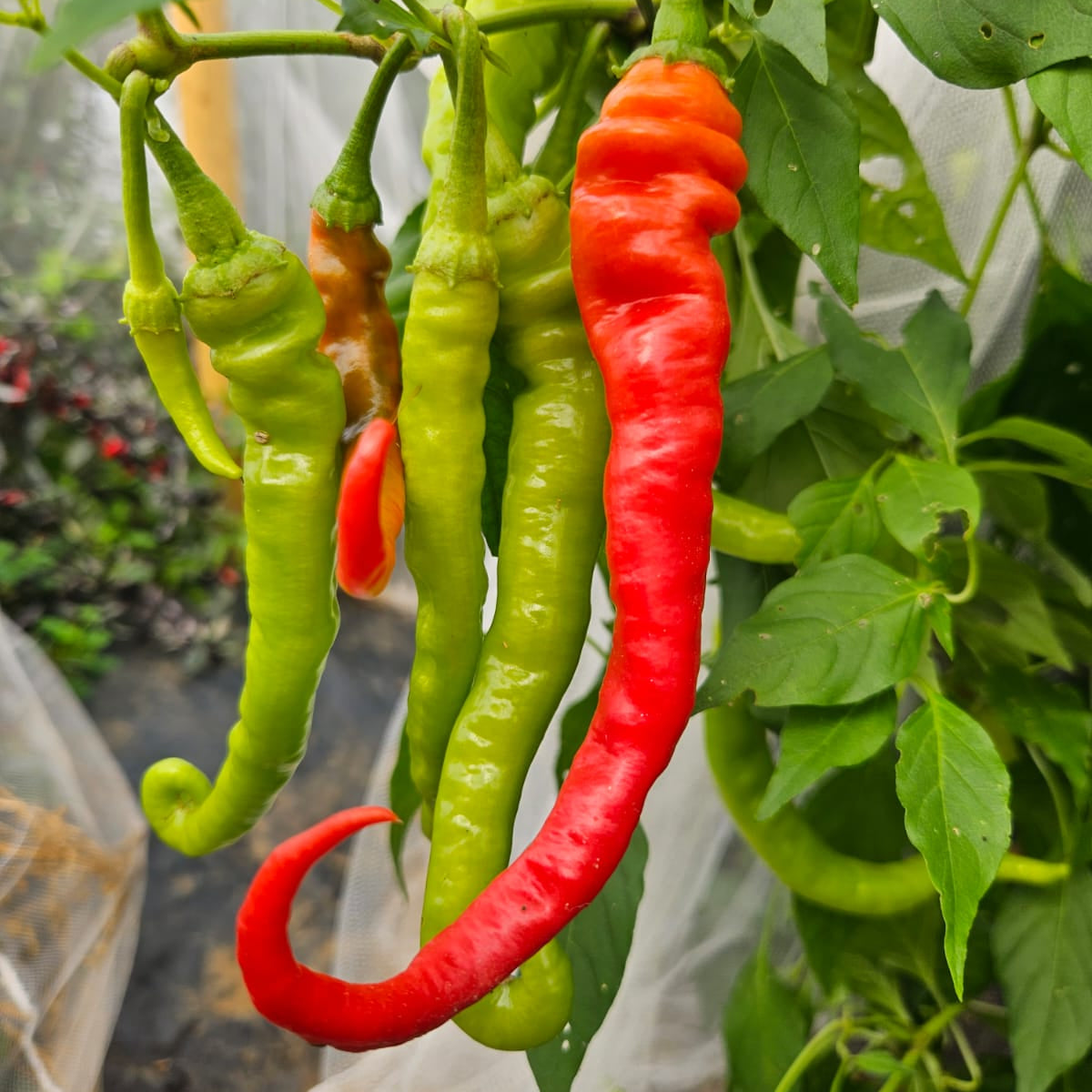 Set of 3 Pepperoncini Seedlings - Pre-Order Now!