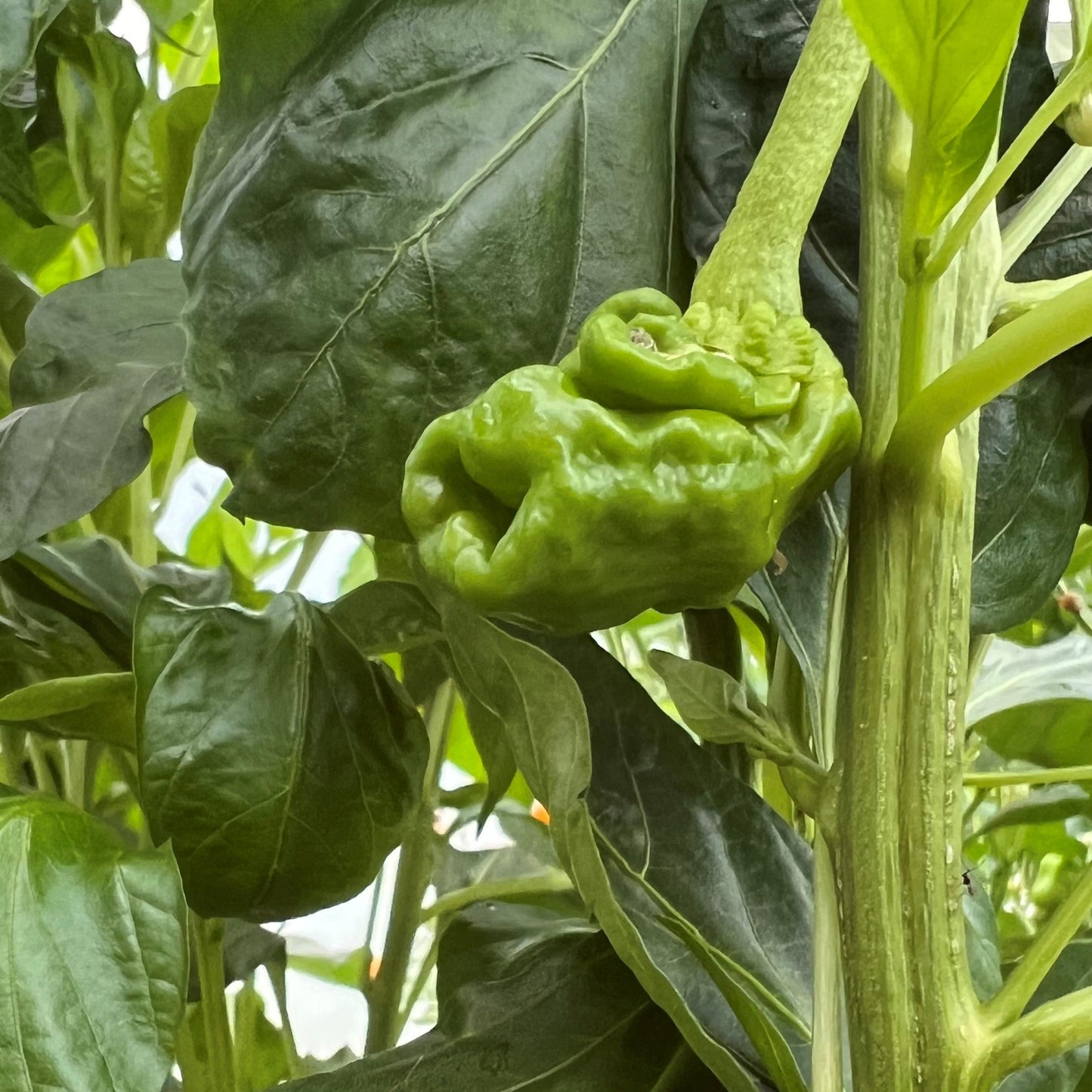 Set of 3 Peter Pepper Seedlings - Pre-Order Now!