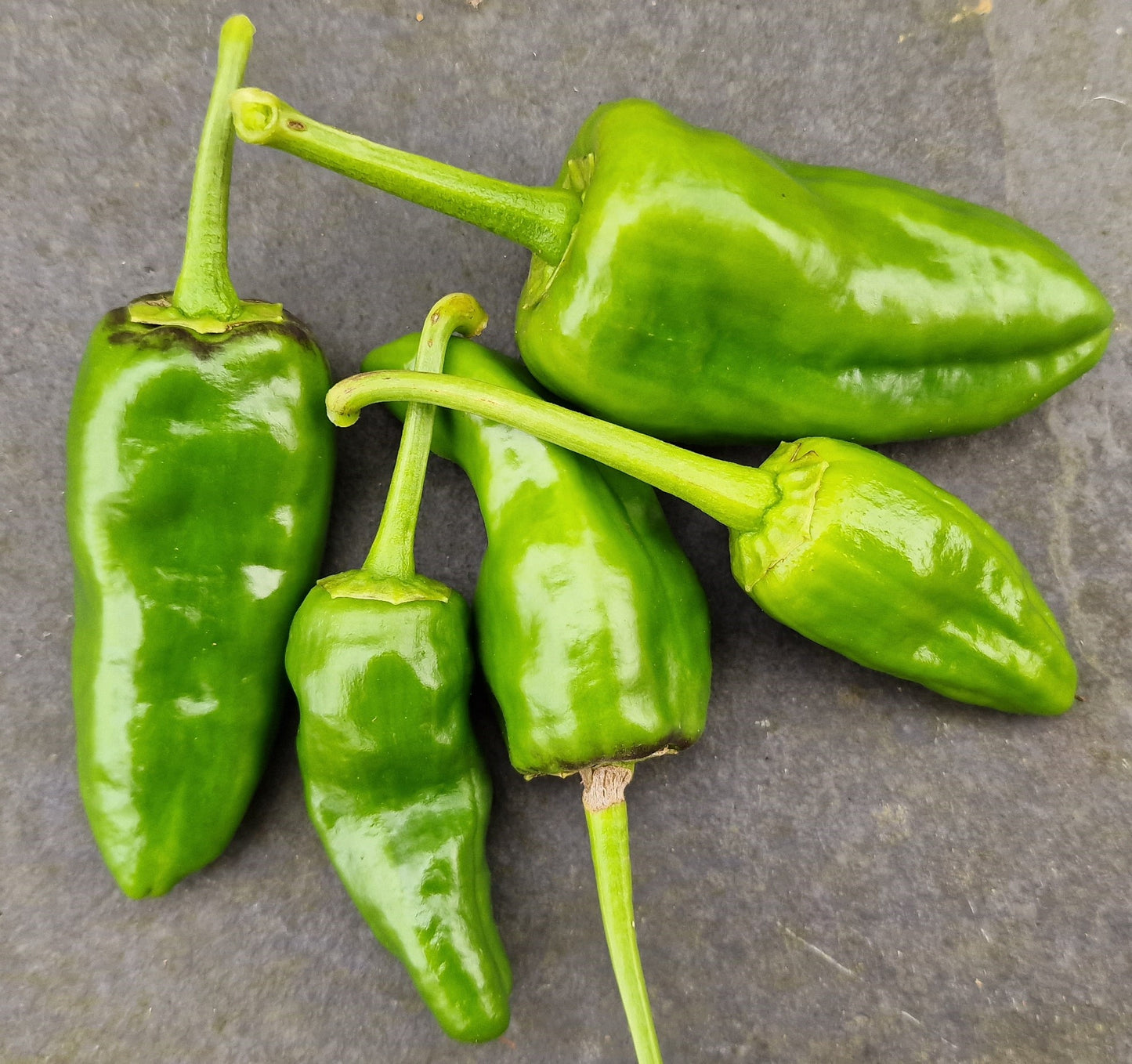 Set of 3 Pimiento de Padron Seedlings - Pre-Order Now!