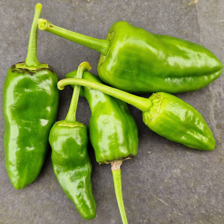 Pimientos de Padron Chilli Seeds
