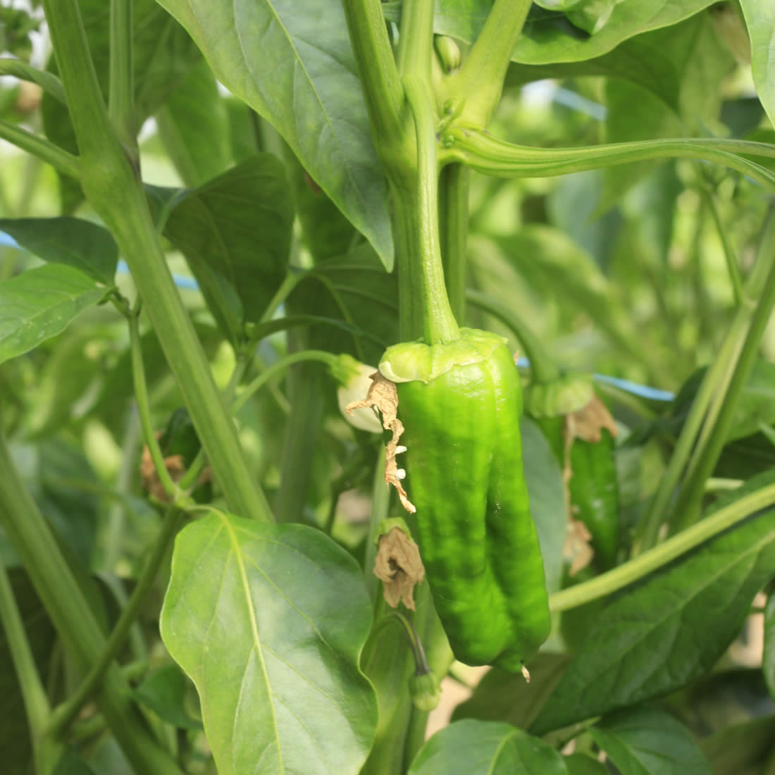 Set of 3 Pimiento de Padron Seedlings - Pre-Order Now!