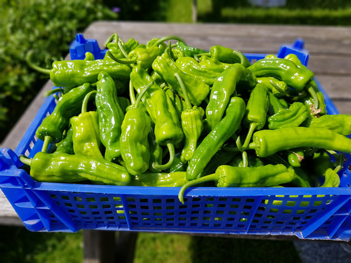 Set of 3 Pimiento de Padron Seedlings - Pre-Order Now!