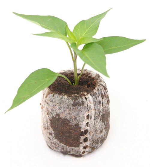 Hot Six Seedling Set - PRE ORDER FOR 2024