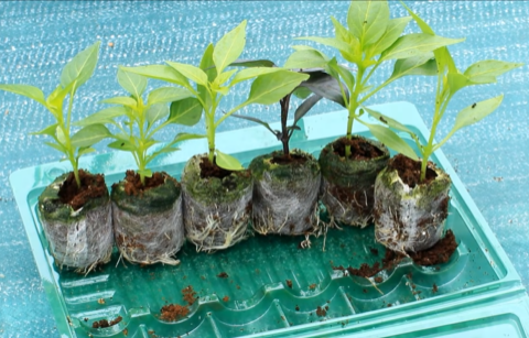 Hot Six Seedling Set - PRE ORDER FOR 2024