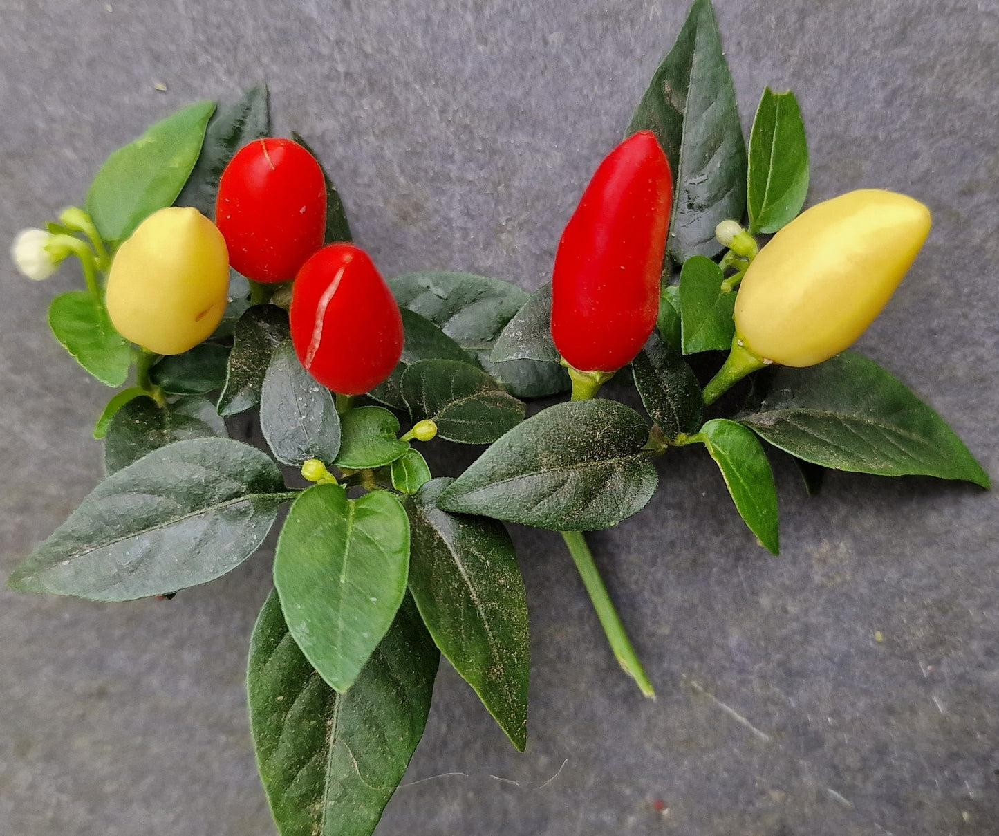 Prairie Fire Chilli Seeds