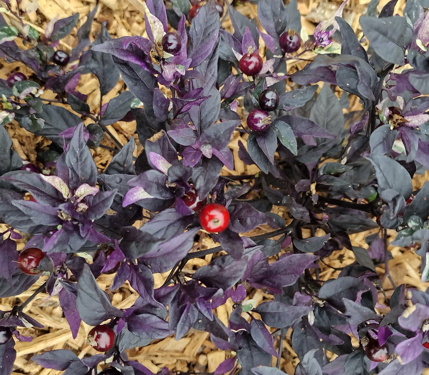 Set of 3 Purple Flash Seedlings - Pre-Order Now!