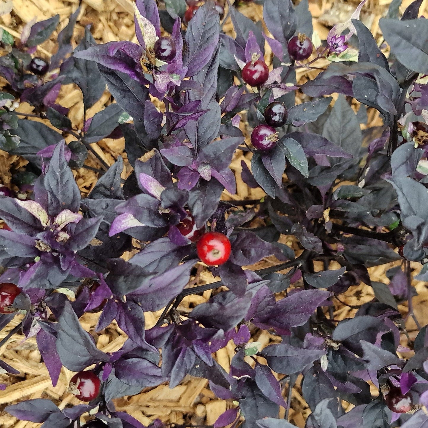 Purple Flash 1 Litre Pot Plant