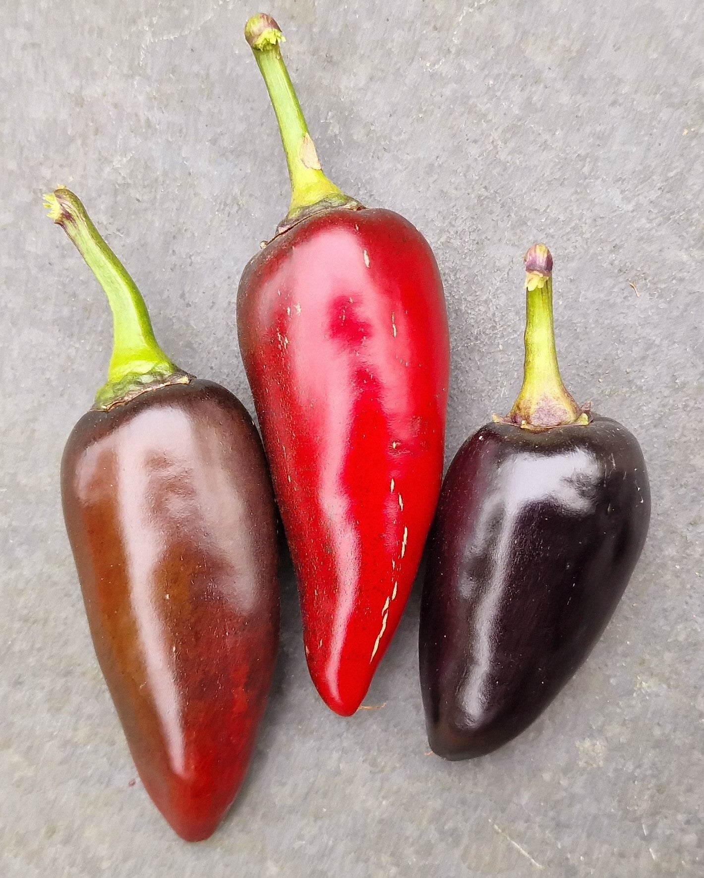 Purple Jalapeño Chilli Seeds