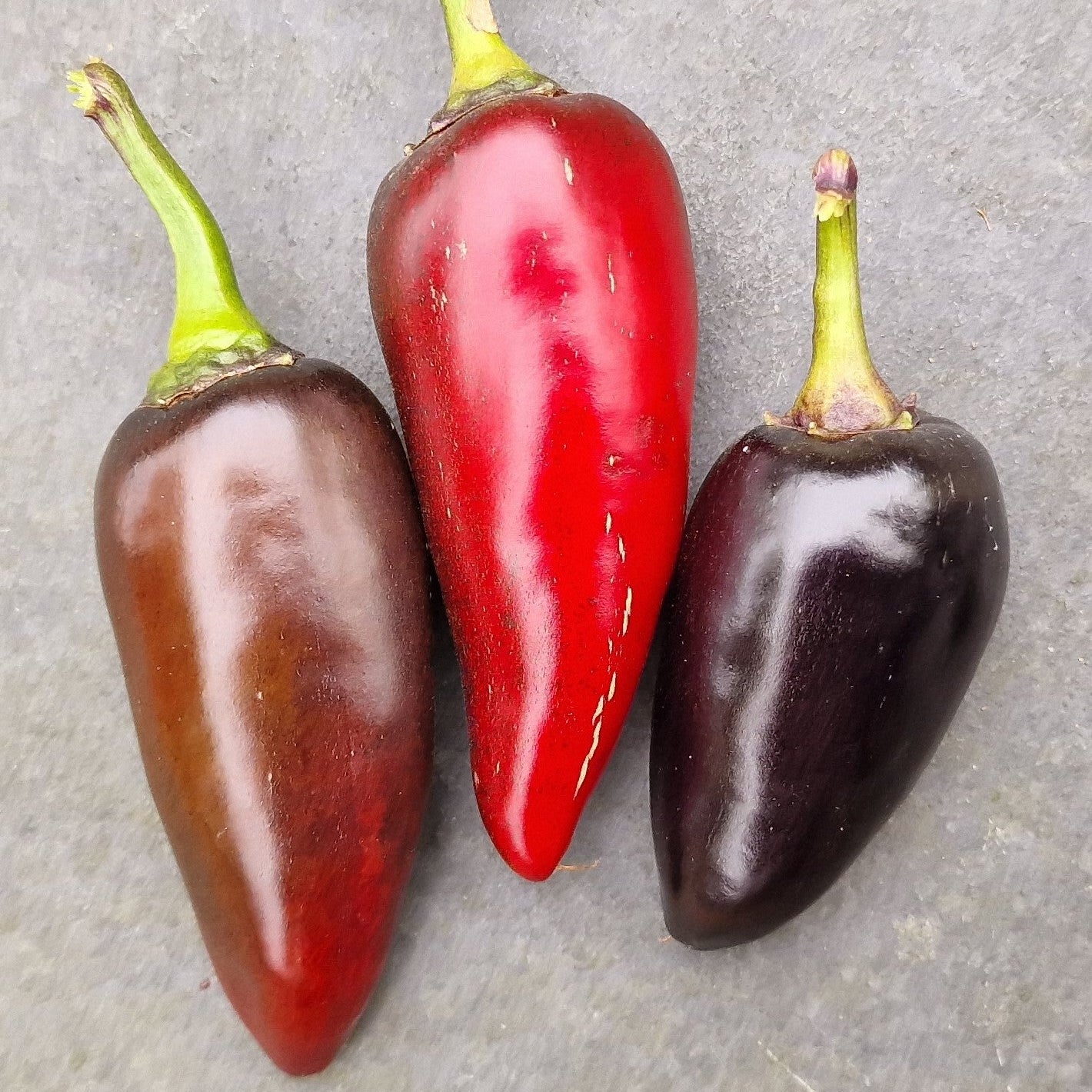 Purple Jalapeño Chilli Seeds
