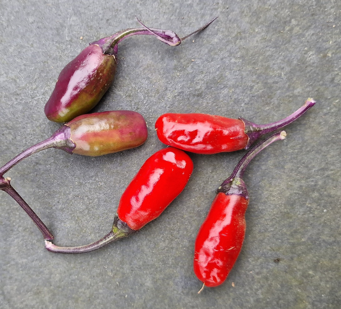 Set of 3 Purple Tiger Seedlings - Pre-Order Now!