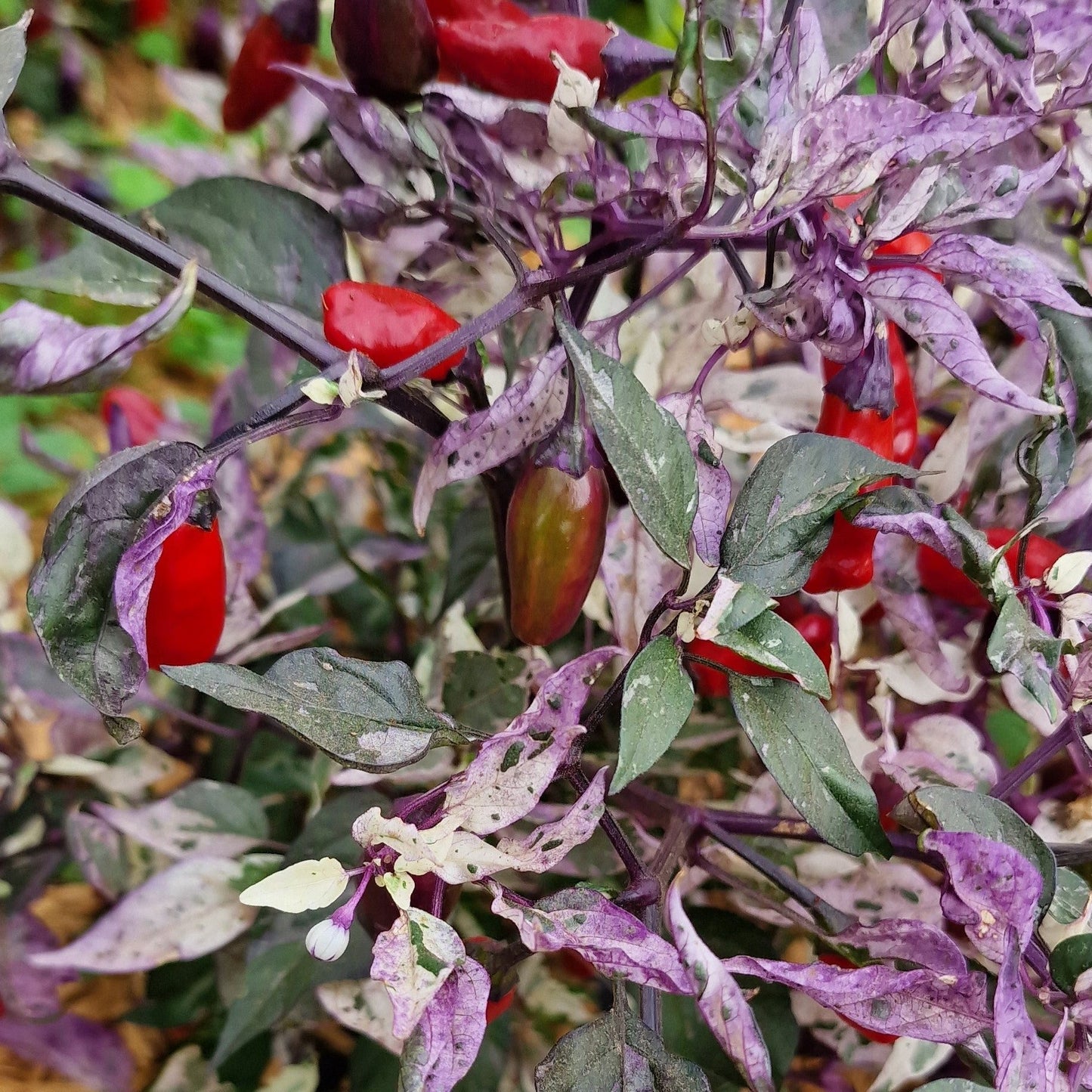 purple tiger plant