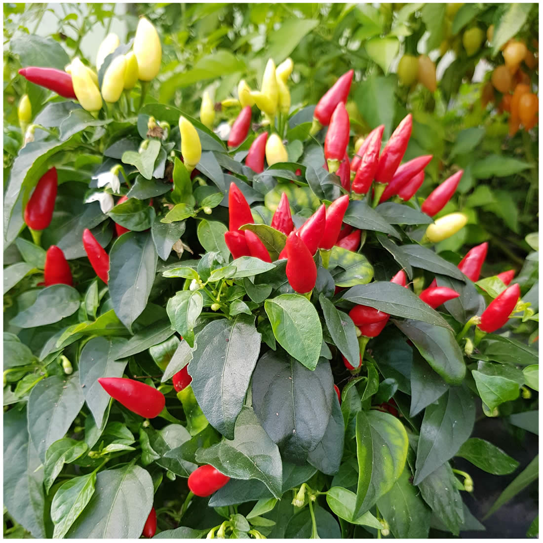 Stunning Six Seedling Set - PRE ORDER FOR 2024