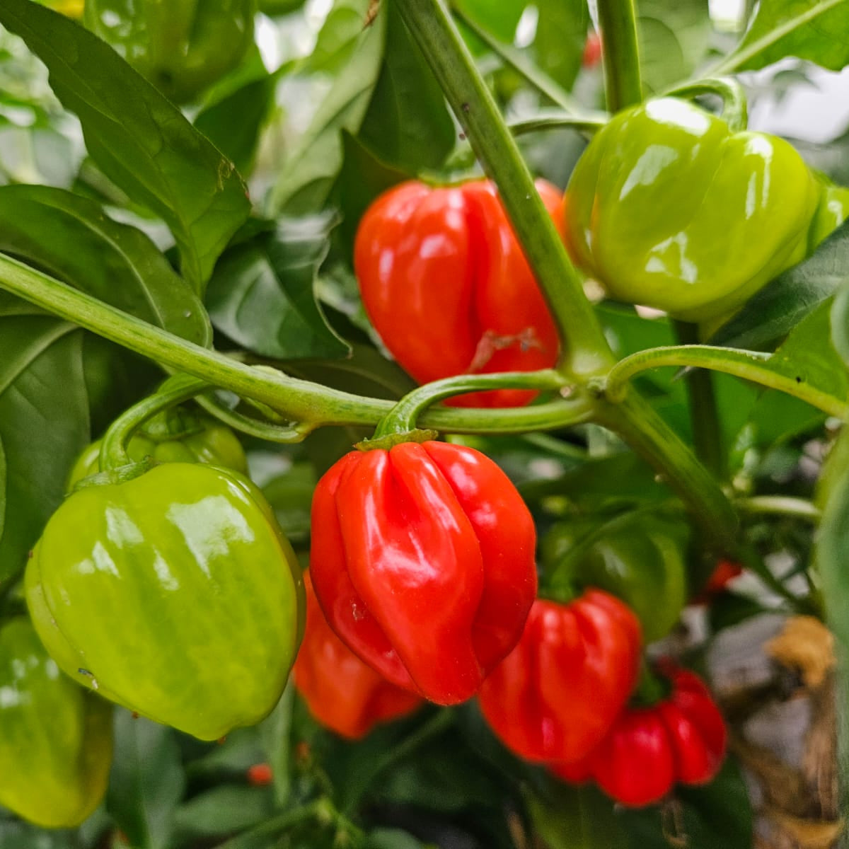 Red Habanero 1 Litre Pot Plant