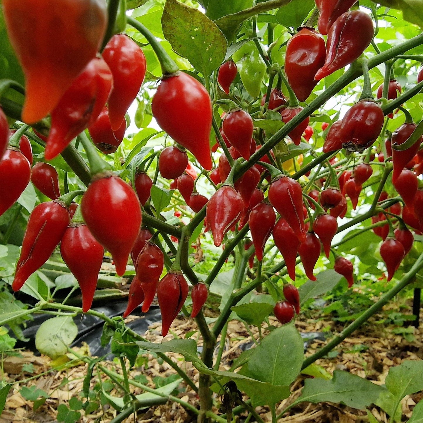 Set of 3 Red Biquinho Seedlings - Pre-Order Now!