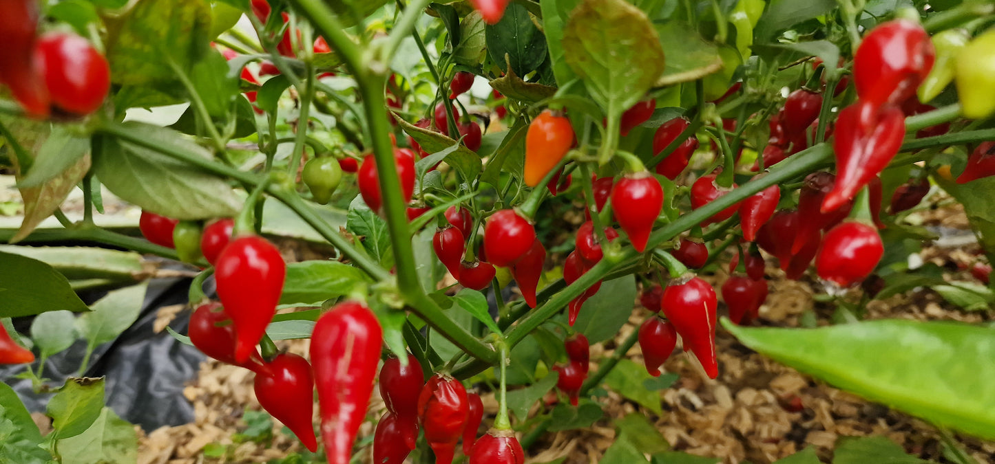 Biquinho Red chilli seeds