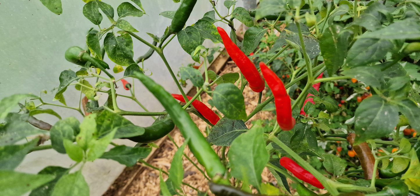 Hot Dagger Chilli Seeds