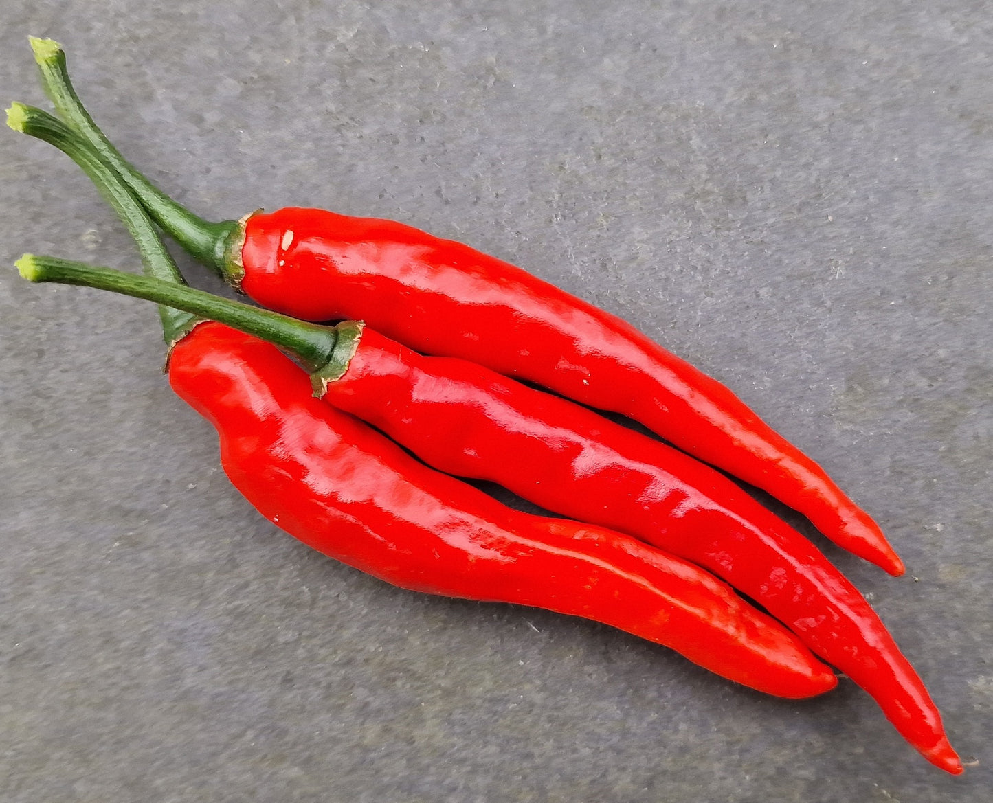 Hot Dagger Chilli Seeds